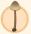 動物森友會 秋季 楓葉 蘑菇 家具 材料