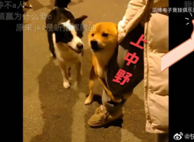 JackeyLove 自嘲也不行？J 粉爆破官方社群逼小編道歉扣薪！